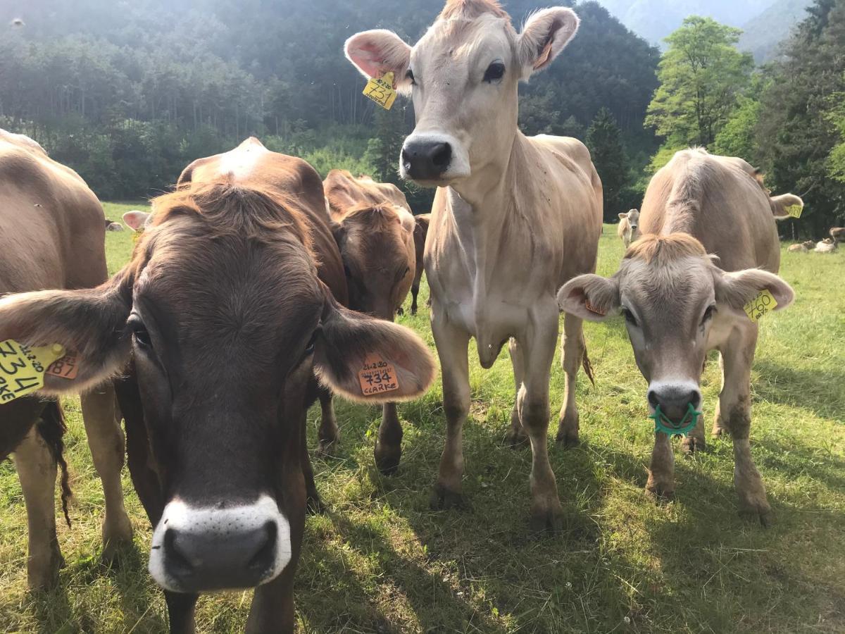 Dimora Natura-Riserva Naturale Valle Di Bondo Tremosine Εξωτερικό φωτογραφία